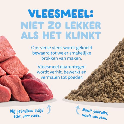 E&C Senior Hond