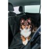Border Collie op Trixie auto-beschermdeken met zijkanten omhoog, frontaal aanzicht achterbank