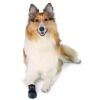 Walker Care pootbeschermer hond maat L en XL - zwarte pootsok bij verwondingen