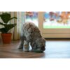 Kroezige hond likt van Beeztees Likmat Schotel groen