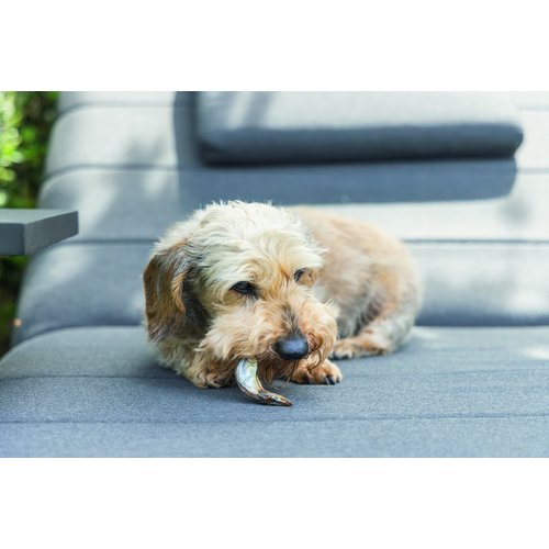 Sfeerfoto Beeztees Sprotjes hondensnack voor honden