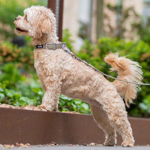 DOG Copenhagen Urban Classic hondenhalsband – kleine kruising (Cavapoo) staat op een richel in een tuin, grijze halsband