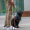 DOG Copenhagen Urban Classic hondenhalsband – zwarte Cocker Spaniel zit naast eigenaar op straat, mocca halsband en tuig