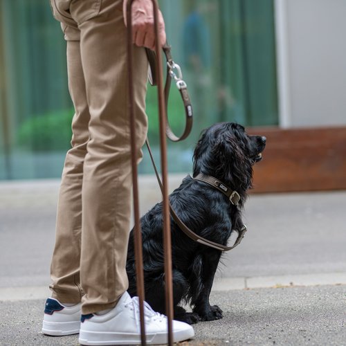 DOG Copenhagen Urban Classic hondenhalsband – zwarte Cocker Spaniel zit naast eigenaar op straat, mocca halsband en tuig
