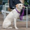 DOG Copenhagen Urban Classic hondenhalsband – gele Labrador zit naast eigenaar op bankje buiten, paarse halsband (Purple Passion)