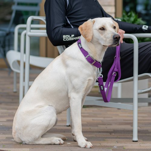DOG Copenhagen Urban Classic hondenhalsband – gele Labrador zit naast eigenaar op bankje buiten, paarse halsband (Purple Passion)