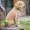 DOG Copenhagen Urban Classic hondenhalsband – grote Goldendoodle zit op een bankje buiten, groene halsband en tuig (Hunting Green) met snackzakje