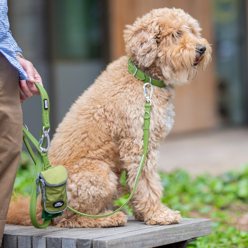 DOG Copenhagen Urban Classic hondenhalsband – grote Goldendoodle zit op een bankje buiten, groene halsband en tuig (Hunting Green) met snackzakje