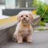 DOG Copenhagen Urban Classic hondenhalsband – kleine kruising (Cavapoo) zit op straat, gele halsband (Lemon)