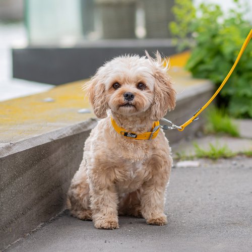 DOG Copenhagen Urban Classic hondenhalsband – kleine kruising (Cavapoo) zit op straat, gele halsband (Lemon)