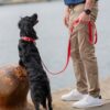 DOG Copenhagen Urban Classic hondenhalsband – zwarte Cocker Spaniel steigert op eigenaar aan kade, rode halsband (Classic Red)
