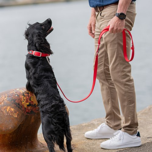 DOG Copenhagen Urban Classic hondenhalsband – zwarte Cocker Spaniel steigert op eigenaar aan kade, rode halsband (Classic Red)