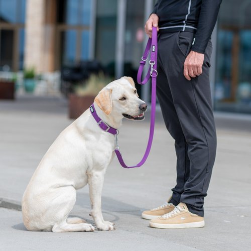 DOG Copenhagen Urban Classic hondenhalsband – gele Labrador zit naast eigenaar op plein in de stad, paarse halsband en riem (Purple Passion)