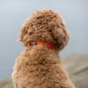 DOG Copenhagen Urban Classic hondenhalsband – kleine krullende hond van achteren gezien bij water, oranje halsband (Orange Sun)