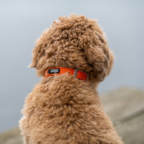 DOG Copenhagen Urban Classic hondenhalsband – kleine krullende hond van achteren gezien bij water, oranje halsband (Orange Sun)