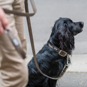 DOG Copenhagen Urban Classic hondenhalsband – zwarte Cocker Spaniel zit naast eigenaar op straat, zandkleurige halsband (Desert Dune)