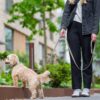DOG Copenhagen Urban Classic hondenlijn – vrouw loopt kleine hond aan lijn in stedelijke omgeving
