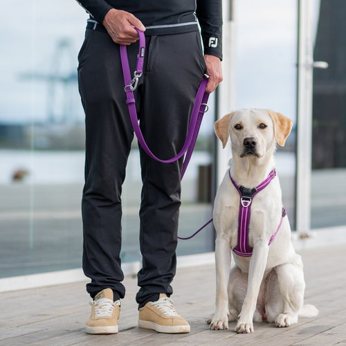 DOG Copenhagen Urban Classic hondenlijn paars – man staat met Labrador aan lijn, bijpassend tuig zichtbaar