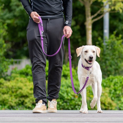 DOG Copenhagen Urban Classic hondenlijn paars – man loopt witte Labrador aan lijn in park