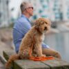 DOG Copenhagen Urban Classic hondenlijn oranje – man en Goldendoodle op kade, lijn losgelegd op bank