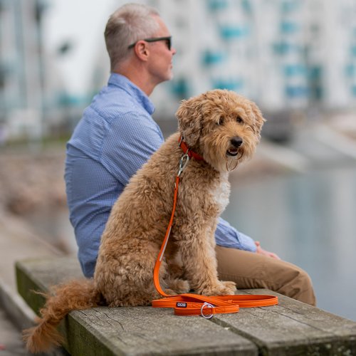 DOG Copenhagen Urban Classic hondenlijn oranje – man en Goldendoodle op kade, lijn losgelegd op bank