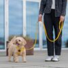 DOG Copenhagen Urban Classic hondenlijn geel – vrouw loopt kleine hond aan lijn voor modern gebouw