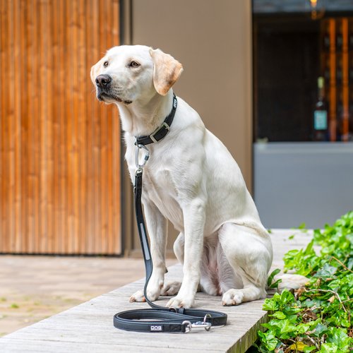DOG Copenhagen Urban Classic hondenlijn zwart – gele Labrador zit aan lijn voor houten deur buiten