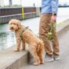 DOG Copenhagen Urban Classic hondenlijn groen – man loopt Goldendoodle aan lijn bij kade, met Pouch Organizer tas