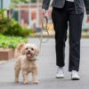 DOG Copenhagen Urban Classic hondenlijn – vrouw loopt kleine hond aan lijn op straat in stad