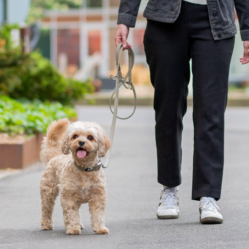 DOG Copenhagen Urban Classic hondenlijn – vrouw loopt kleine hond aan lijn op straat in stad