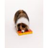 Hond lost Pawzler Treat Maze op met poten en neus