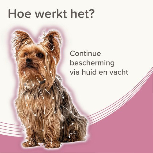 Werking van de Beaphar Medicinale halsband via de huid en vacht van de hond