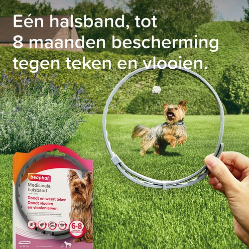 Kleine hond met Beaphar Medicinale halsband, tot 8 maanden bescherming