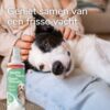 Border collie met frisse vacht ligt ontspannen bij het baasje op schoot