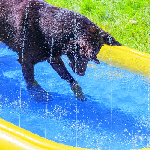 Hond stapt in het ondiepe water van het hondenzwembad met sprinklers