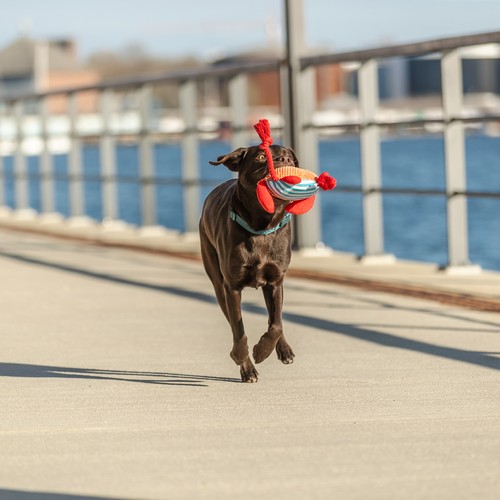 Hond rent met pluche krab hondenspeeltje in de bek langs het water