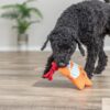 Hond trekt aan het touw van de pluche zeester hondenspeeltje