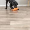 Zwarte hond speelt met oranje zeester hondenspeeltje op de vloer
