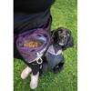 Pomppa Treat Bag met brokjes tijdens de training van een zwarte cocker spaniel