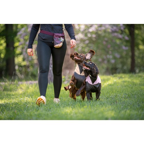 Hondentraining met de Pomppa Treat Bag en twee spaniels in het gras