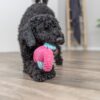 Zwarte hond speelt met geluidloos zeepaardje hondenspeeltje van pluche