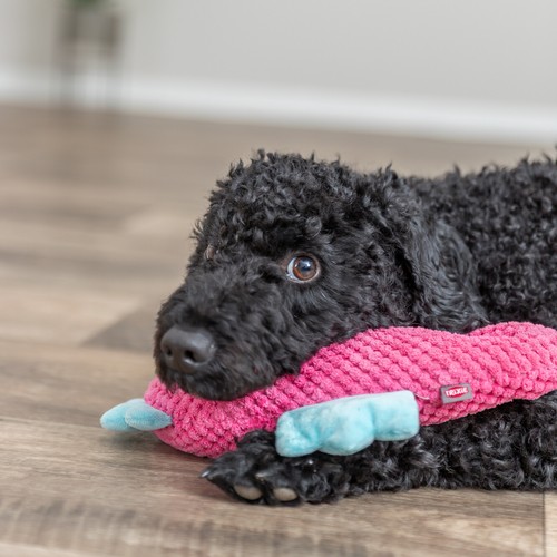Hond draagt roze pluche zeepaardje zonder piep in de bek