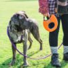 Aero-Tug hondenfrisbee meegenomen tijdens een wandeling met een hond aan de lijn