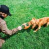 Cocker spaniel speelt trekspel met de oranje hondenfrisbee in de wei