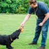 Zwarte labrador trekt in het gras aan de Aero-Tug hondenfrisbee