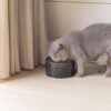 Keramische drinkfontein voor katten in een woonkamer met kat die staat te drinken