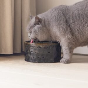 Close-up van een kat die drinkt uit de lage keramische drinkfontein Jace