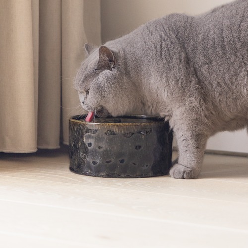 Close-up van een kat die drinkt uit de lage keramische drinkfontein Jace