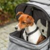 Jack Russell zit in de grijze hondenbuggy en kijkt naar buiten