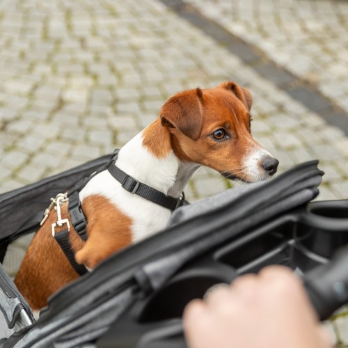 Hond in de buggy gezien vanaf de duwstang tijdens een wandeling
